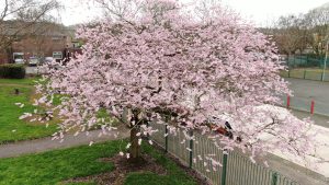 Cherry tree in Silverdale Park